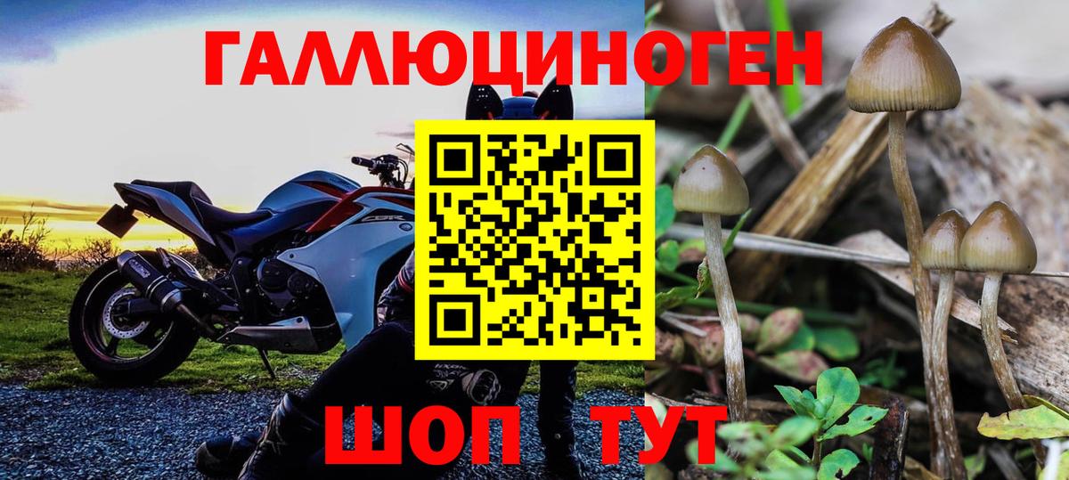 Псилоцибиновые грибы мицелий Светлоград